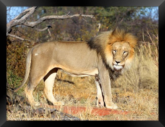 Lion, Okonjima Reserve, Namibia, Africa Framed Print by Geraint Tellem ARPS