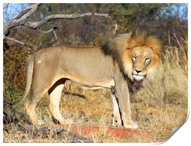 Lion, Okonjima Reserve, Namibia, Africa Print by Geraint Tellem ARPS