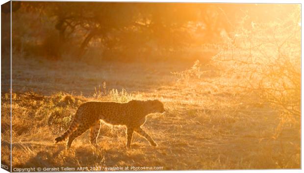 Cheetah, Okonjima Reserve, Namibia, Africa Canvas Print by Geraint Tellem ARPS