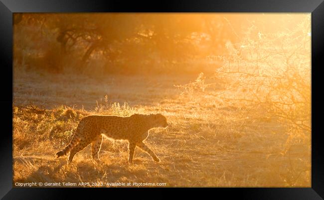 Cheetah, Okonjima Reserve, Namibia, Africa Framed Print by Geraint Tellem ARPS