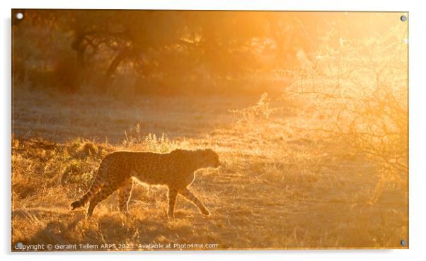 Cheetah, Okonjima Reserve, Namibia, Africa Acrylic by Geraint Tellem ARPS