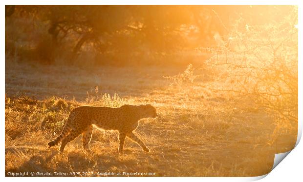 Cheetah, Okonjima Reserve, Namibia, Africa Print by Geraint Tellem ARPS