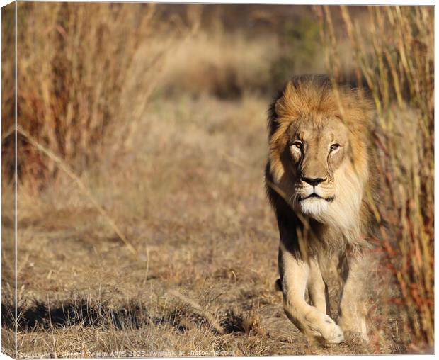 Lion, Okonjima Reserve, Namibia, Africa Canvas Print by Geraint Tellem ARPS