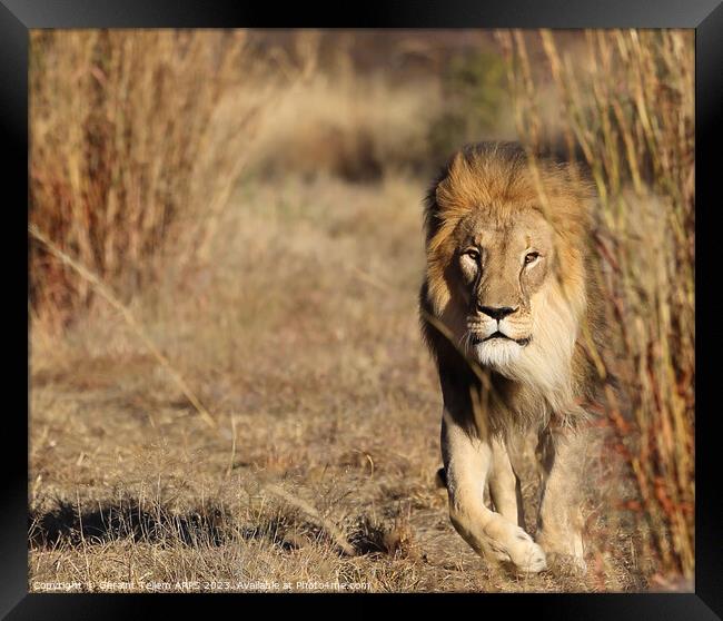 Lion, Okonjima Reserve, Namibia, Africa Framed Print by Geraint Tellem ARPS