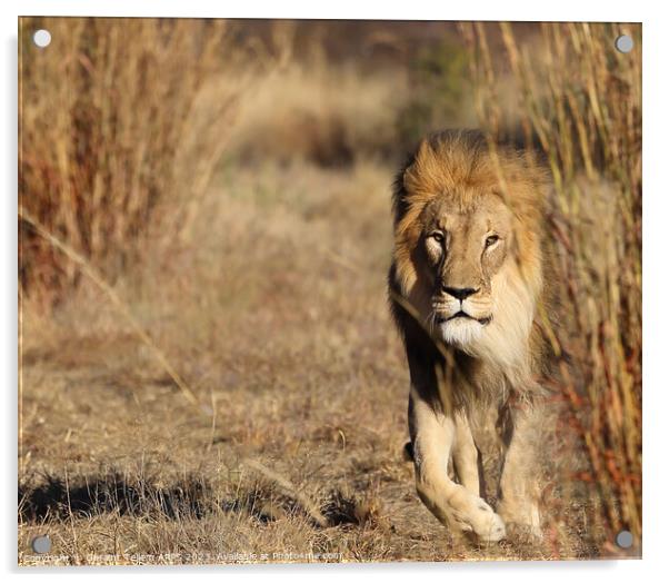 Lion, Okonjima Reserve, Namibia, Africa Acrylic by Geraint Tellem ARPS