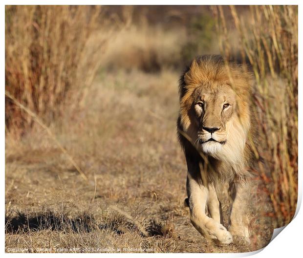 Lion, Okonjima Reserve, Namibia, Africa Print by Geraint Tellem ARPS