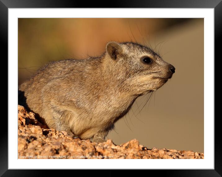 Rock Hyrax, Spitzkoppe, Namibia, Africa Framed Mounted Print by Geraint Tellem ARPS