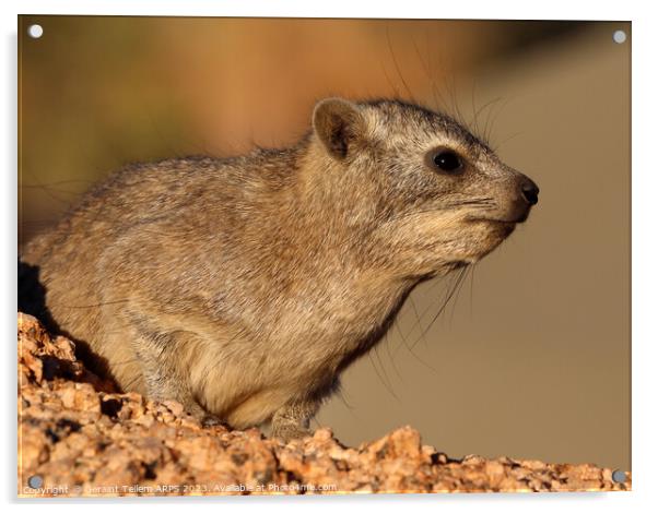 Rock Hyrax, Spitzkoppe, Namibia, Africa Acrylic by Geraint Tellem ARPS