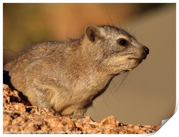 Rock Hyrax, Spitzkoppe, Namibia, Africa Print by Geraint Tellem ARPS