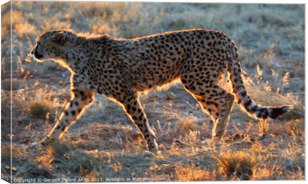 Cheetah, Okonjima Reserve, Namibia, Africa Canvas Print by Geraint Tellem ARPS