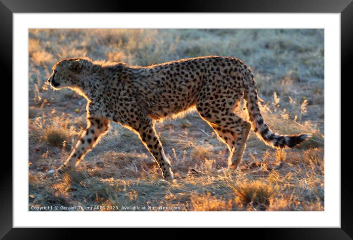 Cheetah, Okonjima Reserve, Namibia, Africa Framed Mounted Print by Geraint Tellem ARPS