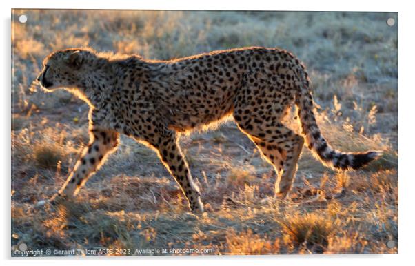 Cheetah, Okonjima Reserve, Namibia, Africa Acrylic by Geraint Tellem ARPS