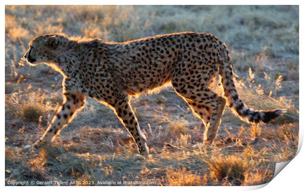 Cheetah, Okonjima Reserve, Namibia, Africa Print by Geraint Tellem ARPS