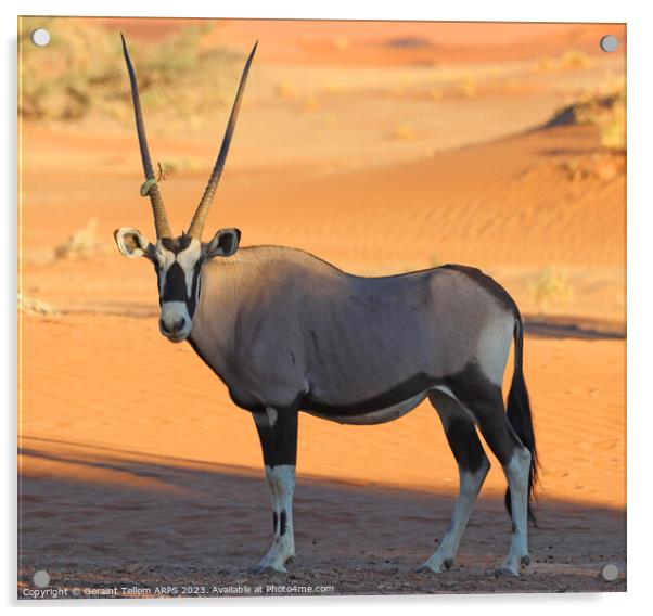 Oryx, Sossusvlei, Namibia, Africa Acrylic by Geraint Tellem ARPS