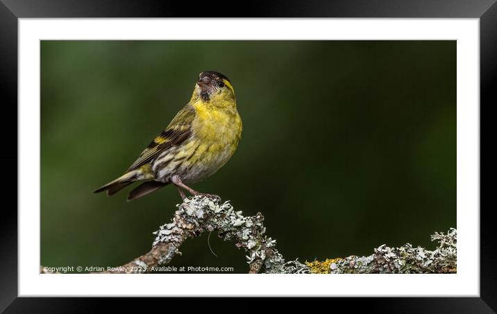 Radiant Yellow Siskin on Lichen covered Tree Branc Framed Mounted Print by Adrian Rowley