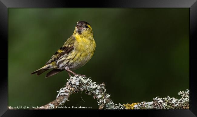 Radiant Yellow Siskin on Lichen covered Tree Branc Framed Print by Adrian Rowley