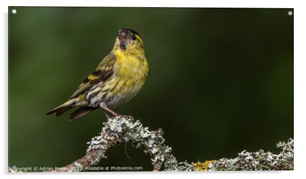 Radiant Yellow Siskin on Lichen covered Tree Branc Acrylic by Adrian Rowley