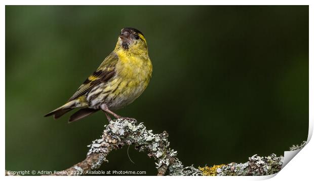 Radiant Yellow Siskin on Lichen covered Tree Branc Print by Adrian Rowley
