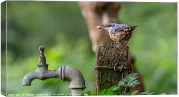 "Graceful Nuthatch Perched on Wooden Post" Canvas Print by Adrian Rowley