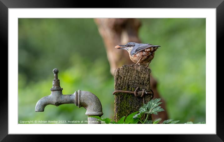 "Graceful Nuthatch Perched on Wooden Post" Framed Mounted Print by Adrian Rowley