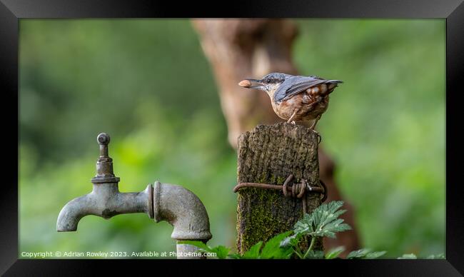 "Graceful Nuthatch Perched on Wooden Post" Framed Print by Adrian Rowley