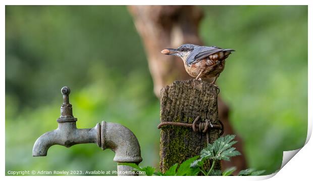 "Graceful Nuthatch Perched on Wooden Post" Print by Adrian Rowley