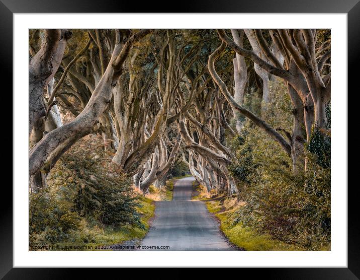 The Dark Hedges Framed Mounted Print by Dave Bowman