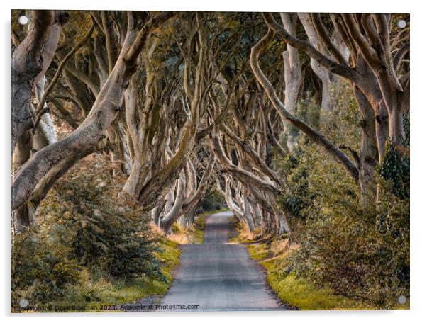 The Dark Hedges Acrylic by Dave Bowman