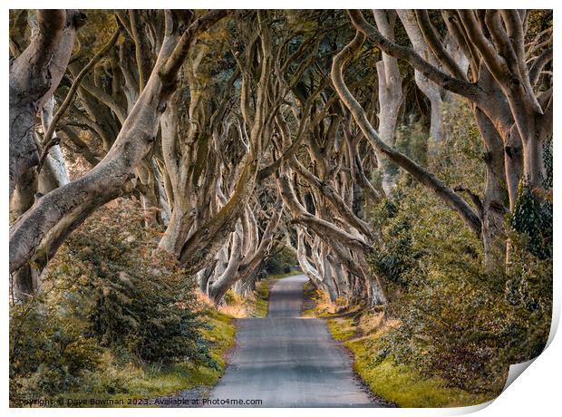 The Dark Hedges Print by Dave Bowman