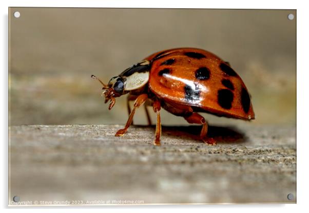 Ladybird / Ladybug Acrylic by Steve Grundy