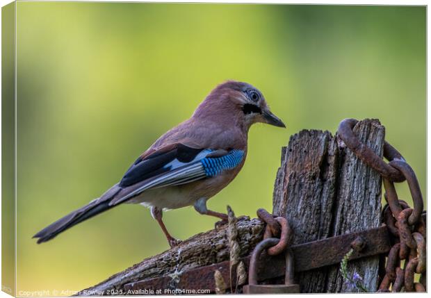 The magnificent Jay Canvas Print by Adrian Rowley