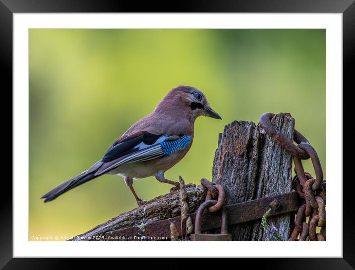 The magnificent Jay Framed Mounted Print by Adrian Rowley