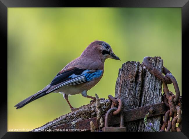 The magnificent Jay Framed Print by Adrian Rowley
