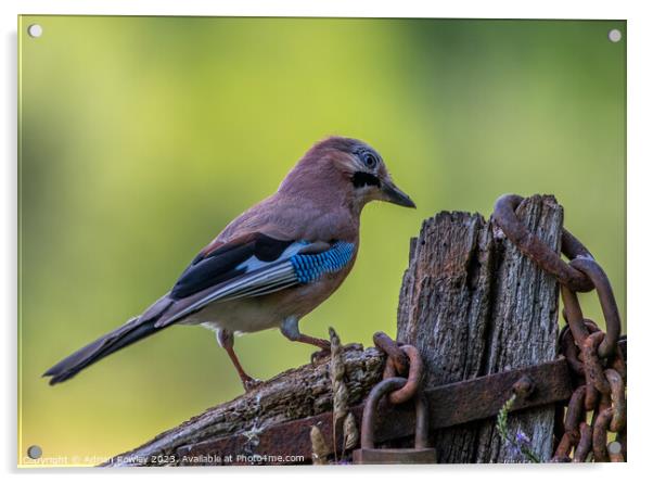 The magnificent Jay Acrylic by Adrian Rowley