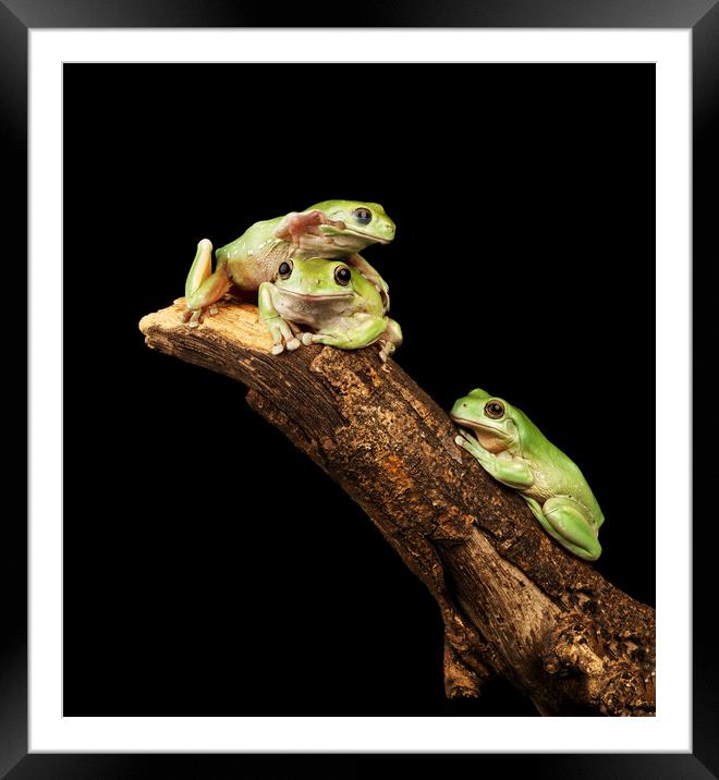 Three Tree Frogs Framed Mounted Print by Ian Homewood