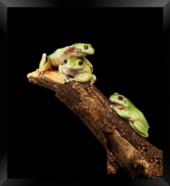 Three Tree Frogs Framed Print by Ian Homewood