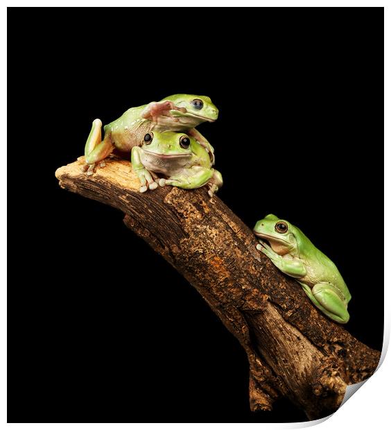 Three Tree Frogs Print by Ian Homewood