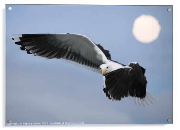 Sunlit Soar: Seagull's Dance Above Dublin Acrylic by Fabrice Jolivet