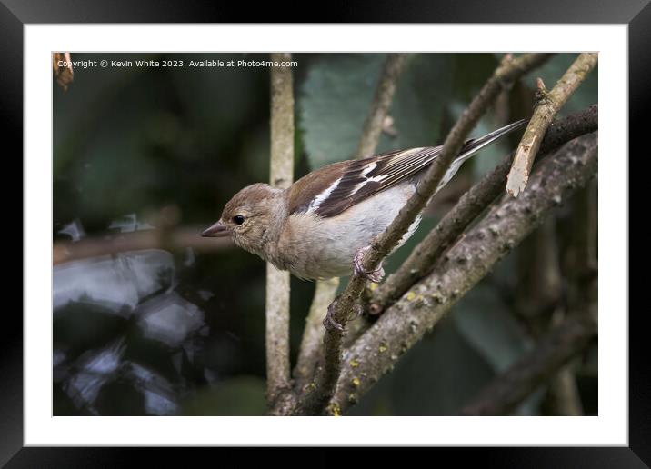 Female Chaffinch perched on twig about to fly Framed Mounted Print by Kevin White