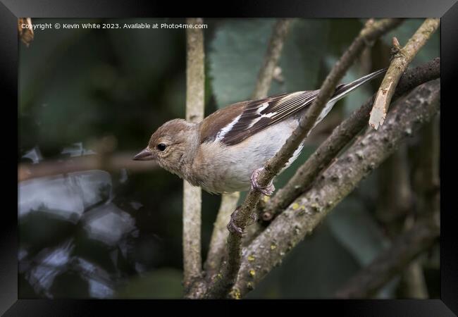 Female Chaffinch perched on twig about to fly Framed Print by Kevin White