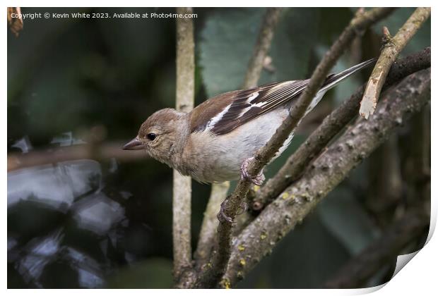 Female Chaffinch perched on twig about to fly Print by Kevin White