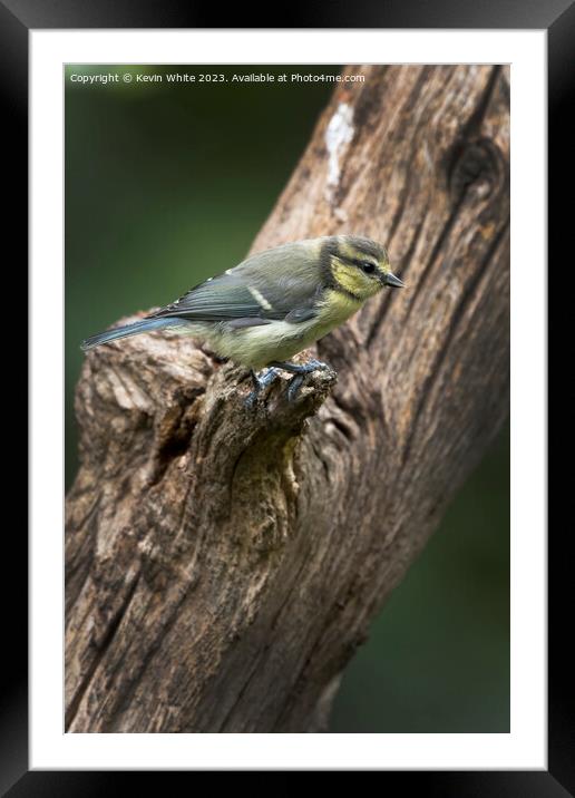 Juvenile blue tit Framed Mounted Print by Kevin White