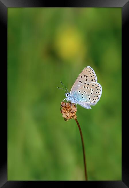 Large Blue Butterfly Framed Print by Tracey Turner