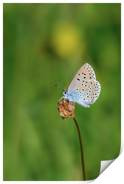 Large Blue Butterfly Print by Tracey Turner