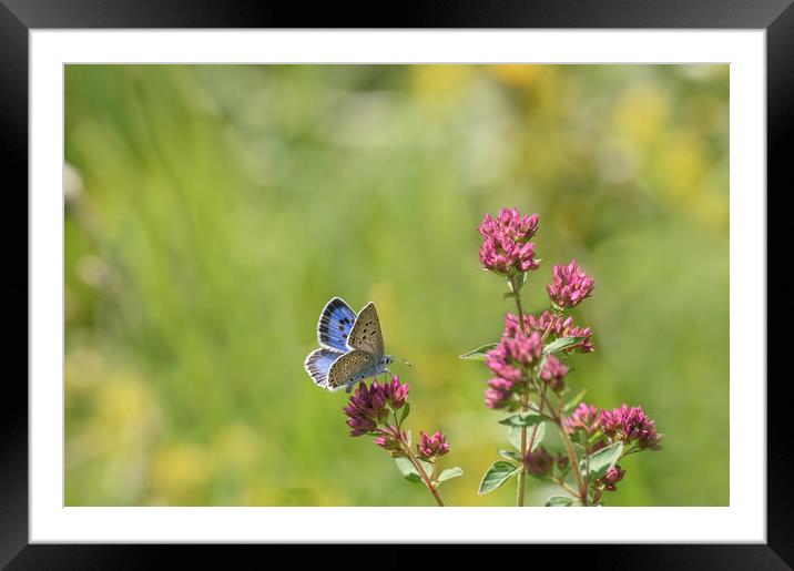 The Stunning Large Blue Butterfly Framed Mounted Print by Tracey Turner