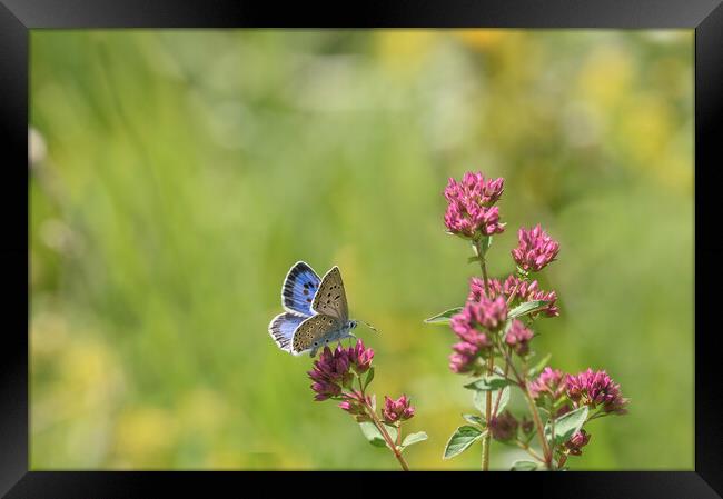 The Stunning Large Blue Butterfly Framed Print by Tracey Turner