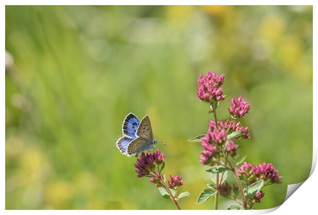 The Stunning Large Blue Butterfly Print by Tracey Turner