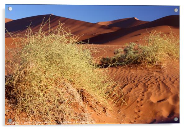 Sand dunes, Sossusvlei, Namibia, Africa Acrylic by Geraint Tellem ARPS
