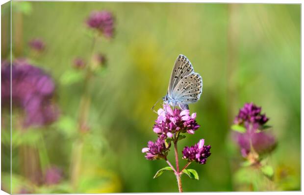 Large Blue Butterfly on Wild Thyme Canvas Print by Tracey Turner