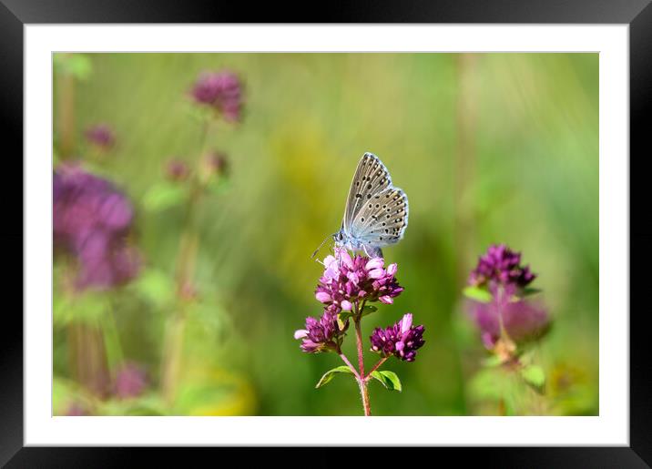 Large Blue Butterfly on Wild Thyme Framed Mounted Print by Tracey Turner